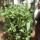 Urban farming providing livelihoods to youths in Kibera